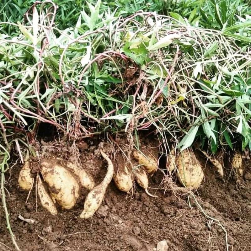 Bibit Ubi Madu Cilembu