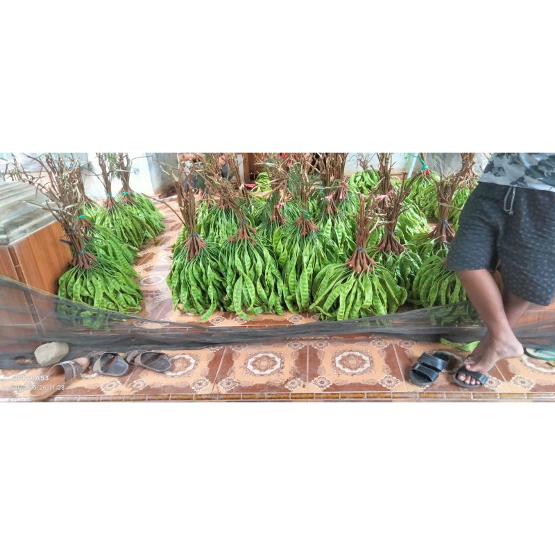 

buah Pete petai segar langsung dari kebun sendiri 5lonjor