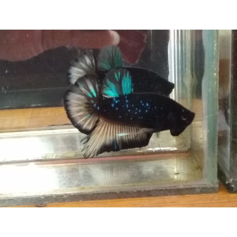 ikan cupang AVATAR MG / AVATAR KOI (1pasang)