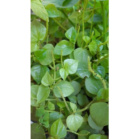 sirih cina daun sirih cina