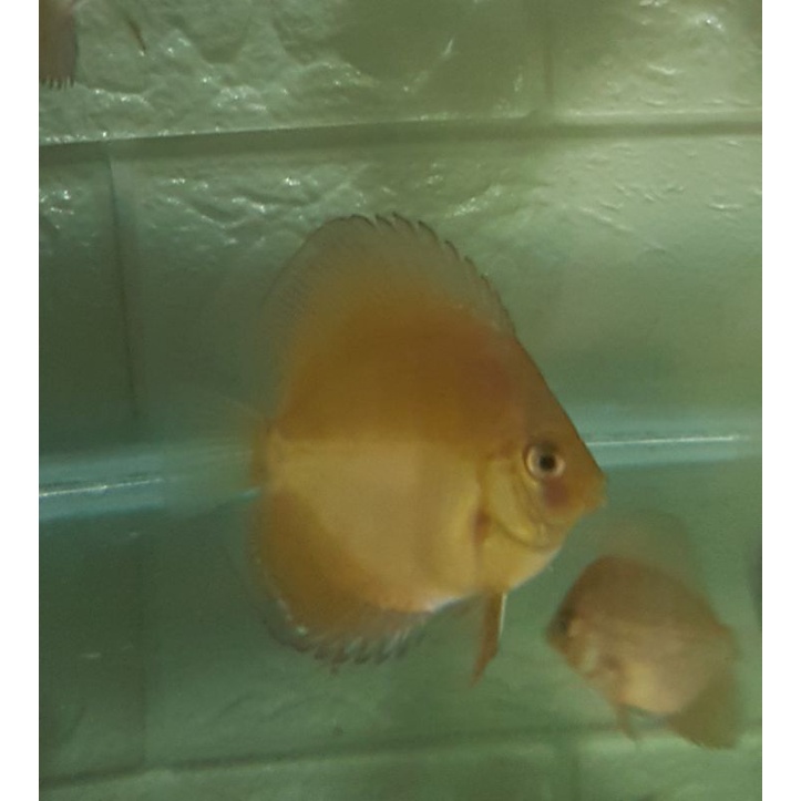 discus 2 inch