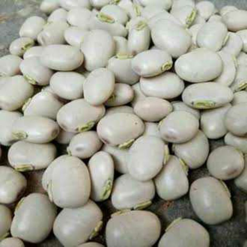 

BENIH BIJI KACANG KORO BENGUK 1KG PUTIH BERSIH