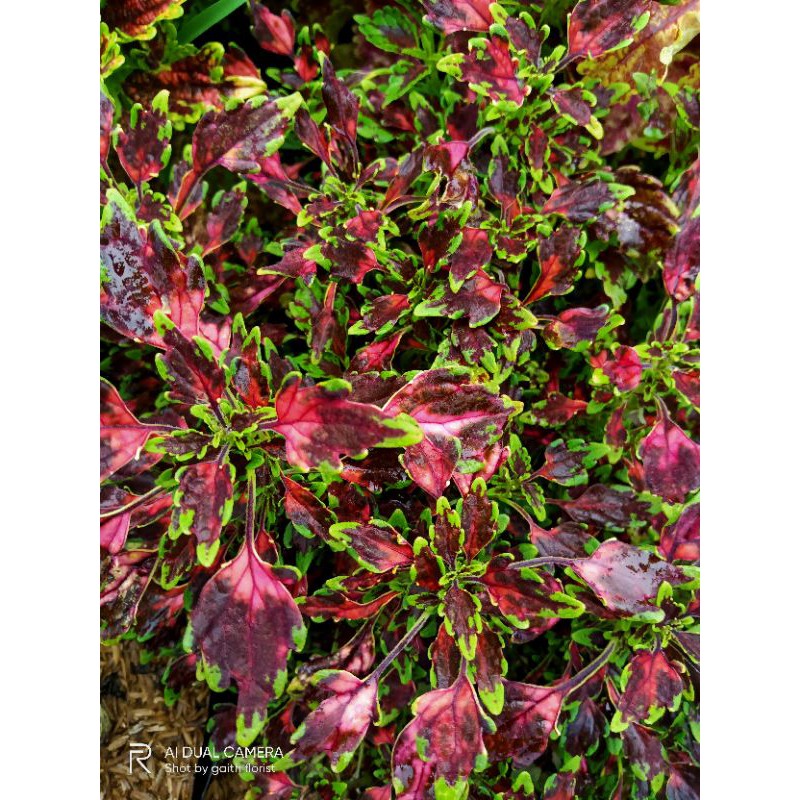 miana kembang api merah