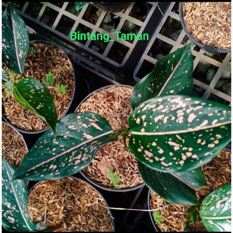 Tanaman hias Aglonema Pink dalmation-pink dalmation