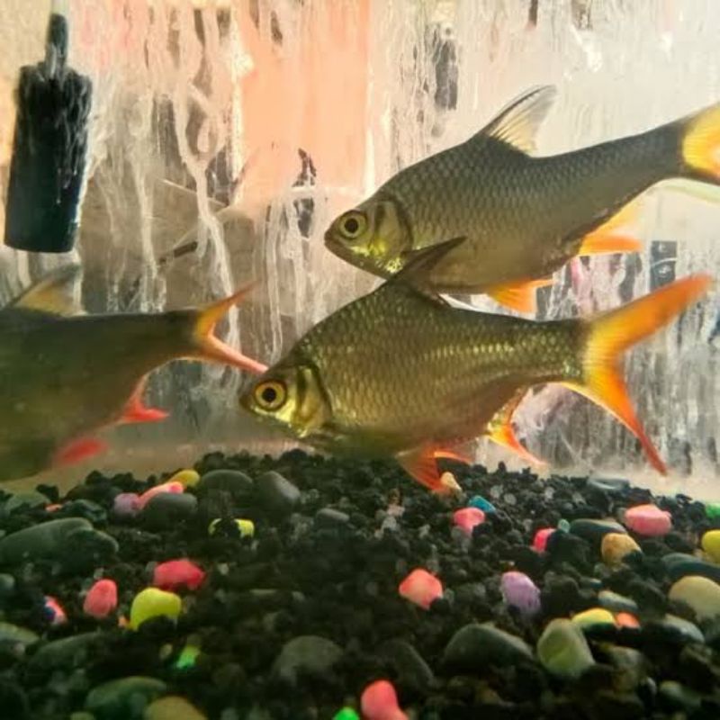 ikan hias kaviat hijau kapiat hijau size 2-3jari