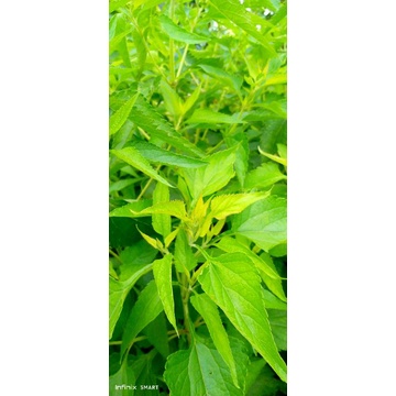 

daun balakacida 100gram/daun kirinyuh