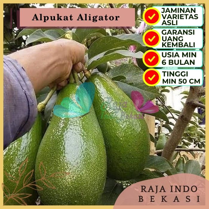 Bibit Tanaman Buah ALPUKAT ALIGATOR Premium