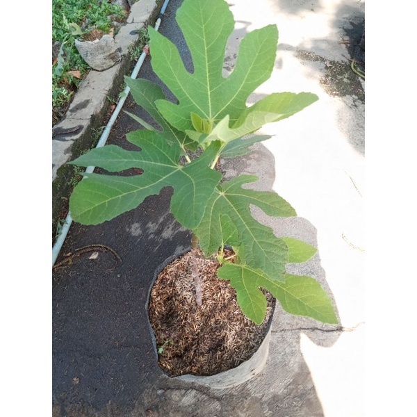 POHON TIN I BUAH TIN MANIS