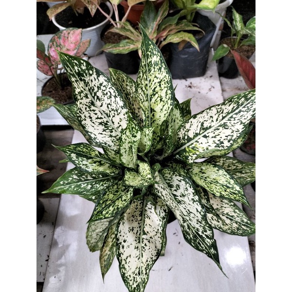 aglonema snowhite rumpun.