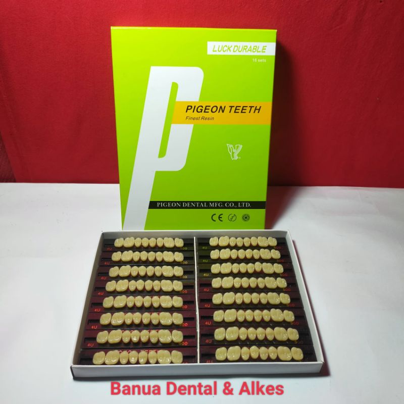 Gigi Pigeon posterior (geraham) untuk gigi palsu / gigi tiruan / resin teeth dental