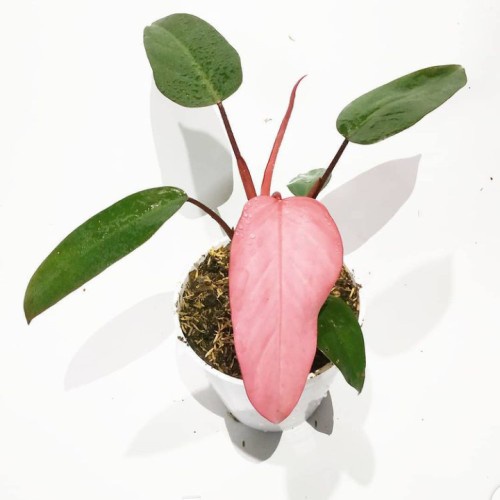 Philodendron Pink Dark Lord / Philo Dark Lord Pink