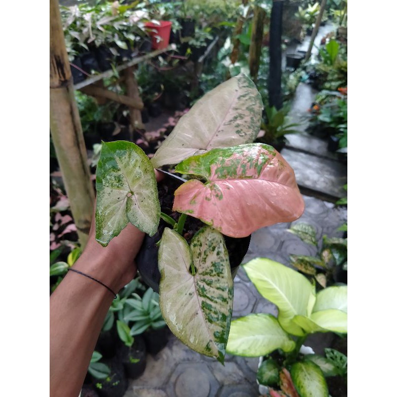 Syngonium Pink Flecked