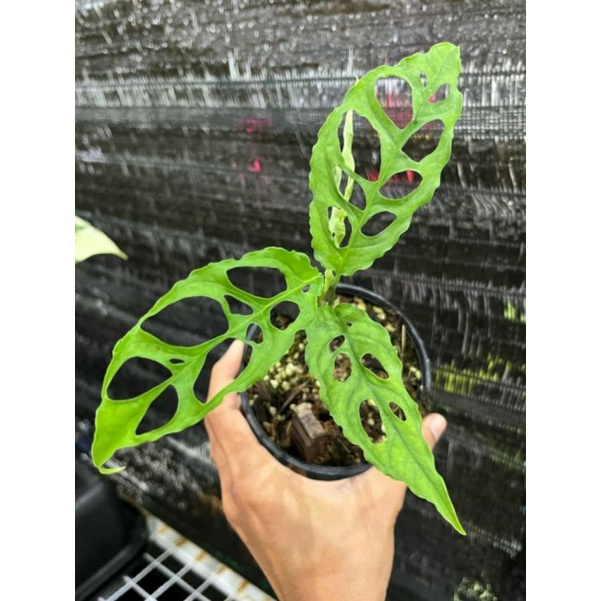 neww!!!beby monster obliqua(beby obliqua)