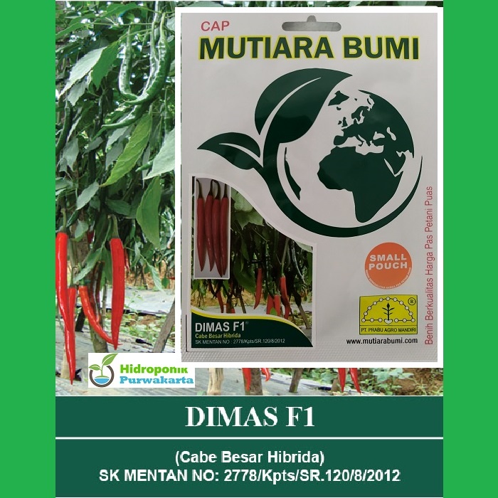 BENIH CABE CABAI BESAR HIBRIDA DIMAS F1 ISI 150 BENIH CAP MUTIARA BUMI