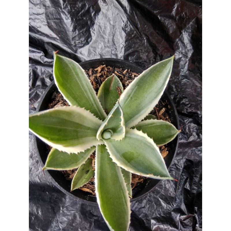 tanaman hias kaktus/sekulen agave potatorum kishokan.