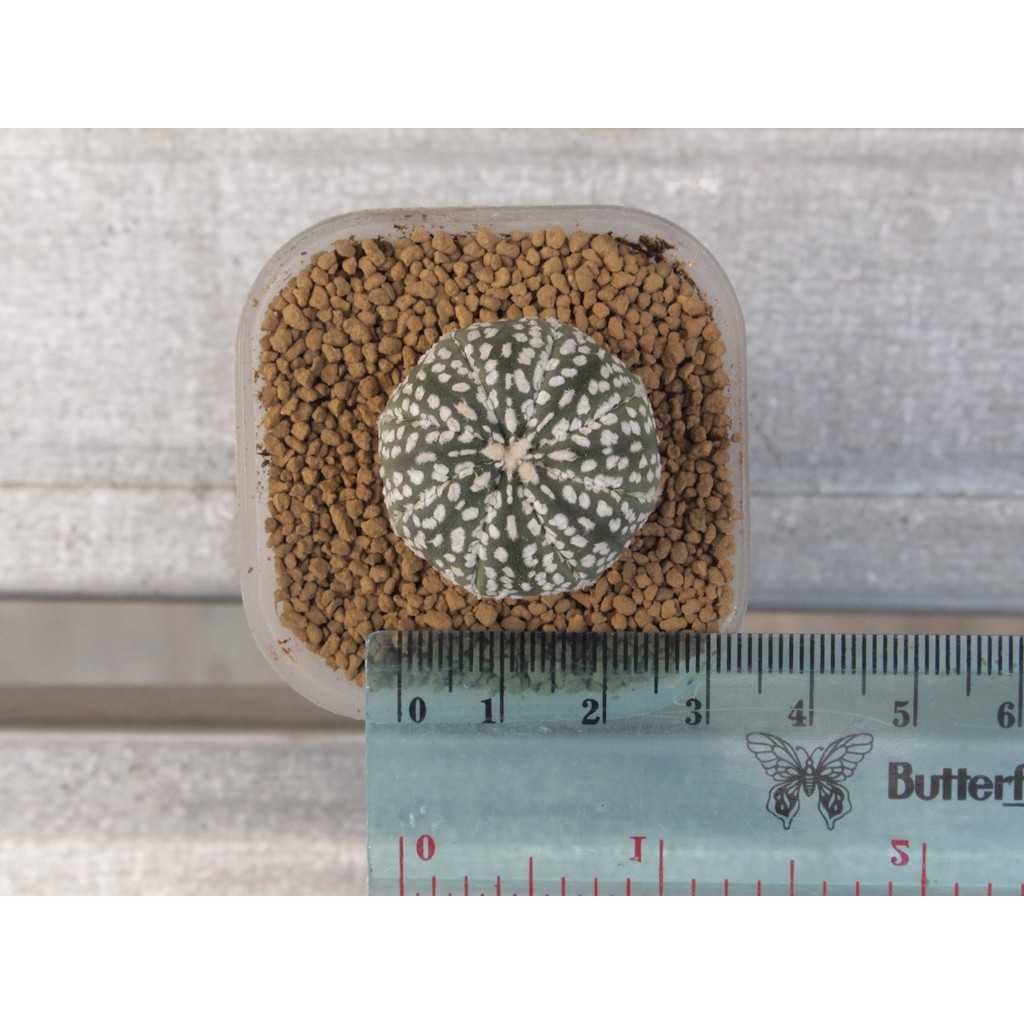 Astrophytum Asterias Super Kabuto - Type D