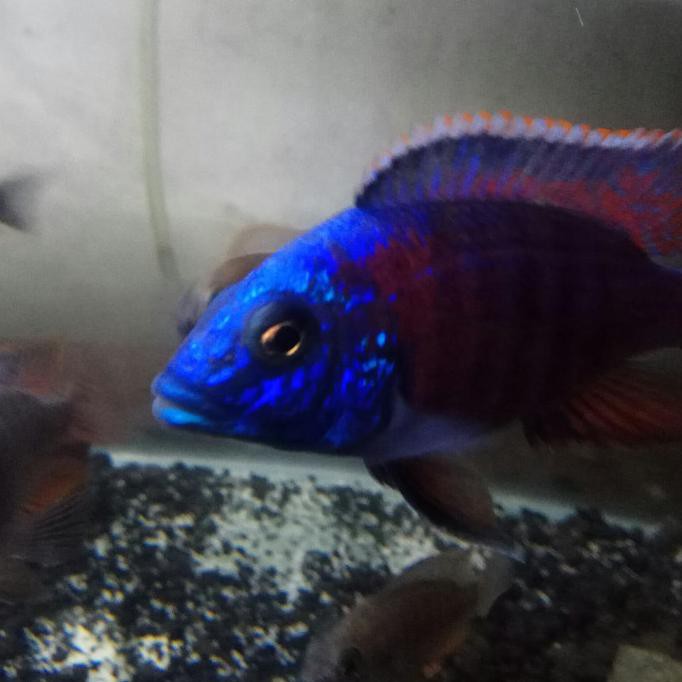 Promo Cichlid Aulonocara Red Flush Cichlid