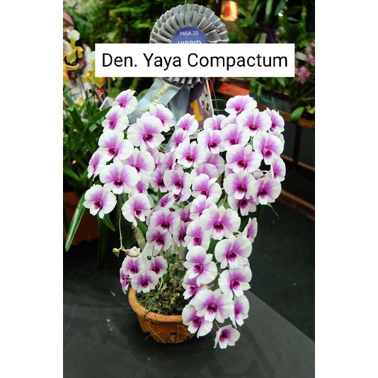 dendrobium mini yaya compactum siap bunga