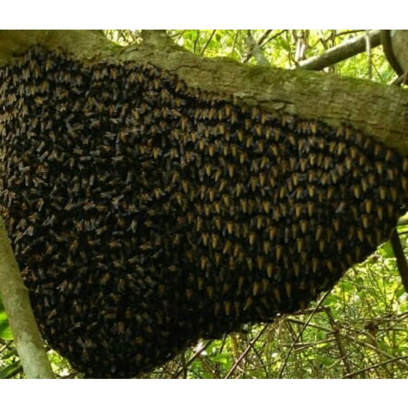

madu hutan asli sukabumi