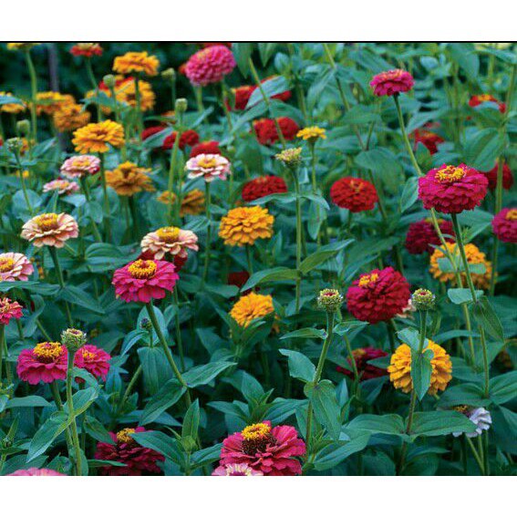 Bibit Benih Biji Bunga Zinnia Elegans - Biji Tanaman Pohon Bunga Zinnia Elegans - Zinnia Elegans-COD