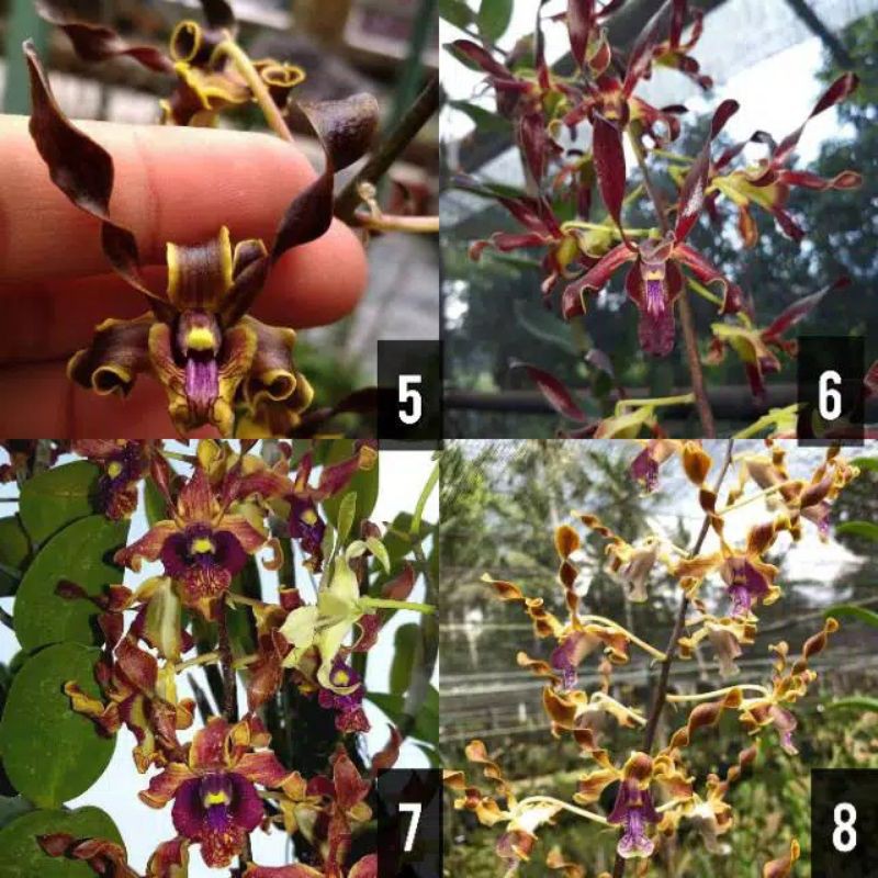 anggrek seedling dendro melintir