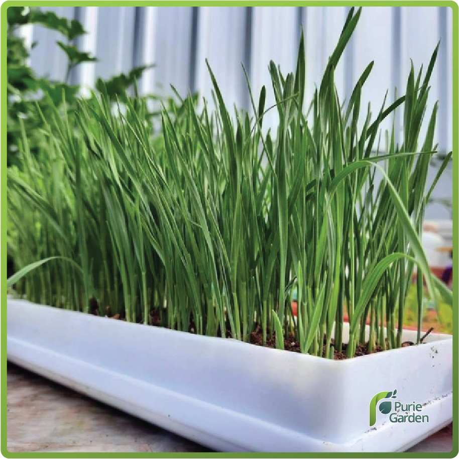 Tray Microgreen Rumput Kucing Bayam Kale dll PG SBY