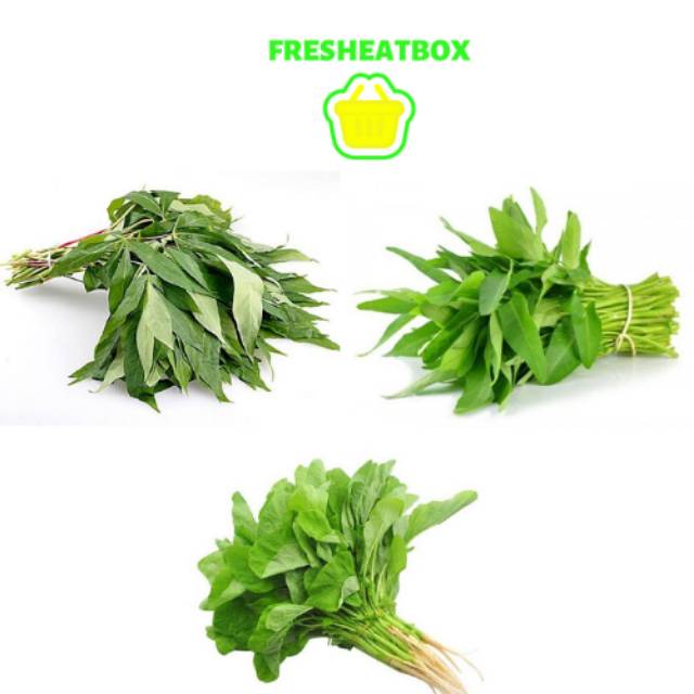 

SAYUR KANGKUNG, SAYUR BAYAM, SAYUR SINGKONG 1 IKAT Rp. 4.000