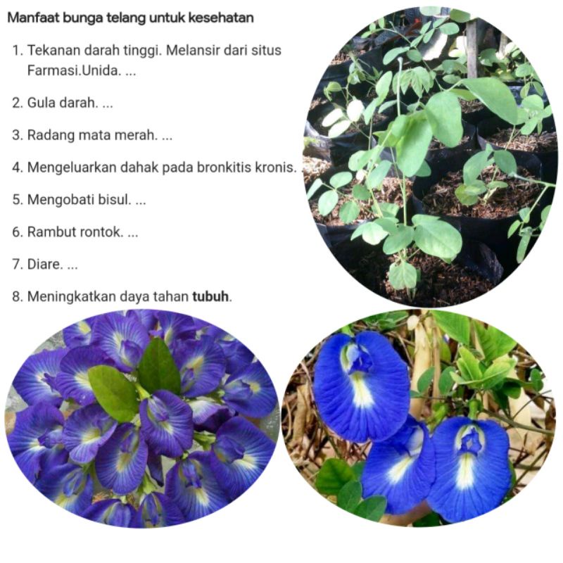 Tanaman herbal bunga telang ungu Bibit bunga telang ungu