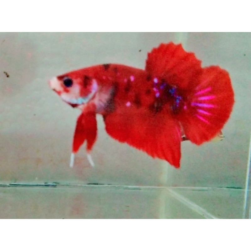 cupang 1ekor red koi galaxy indukan