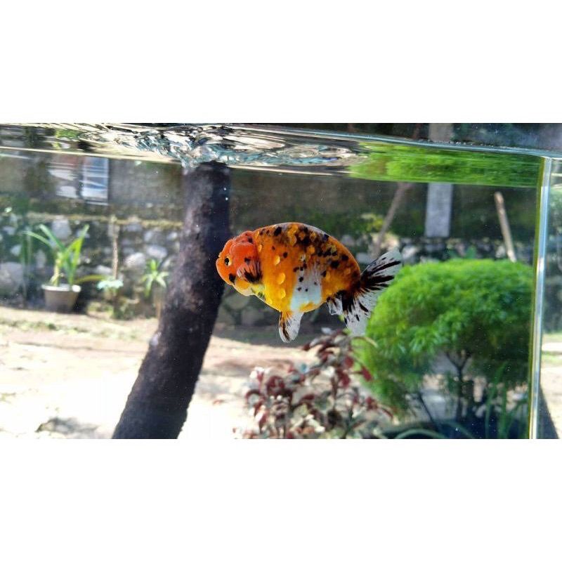 ikan koki rancu tricolor size 8-10 cm