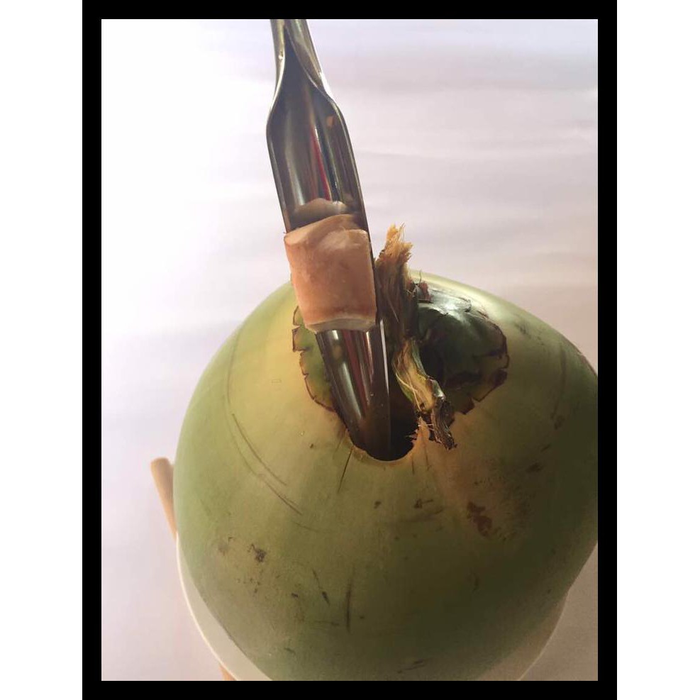 Alat Pembuka Kelapa Muda (Coconut Opener) Terjamin