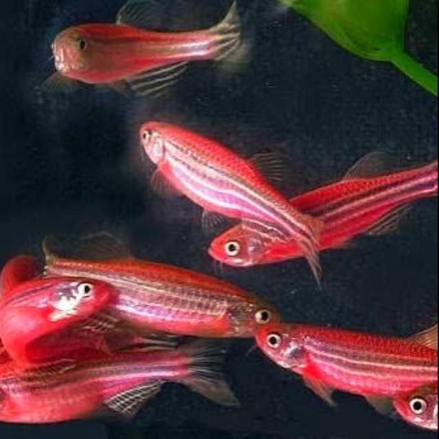 Ikan Hias Warna Pink
