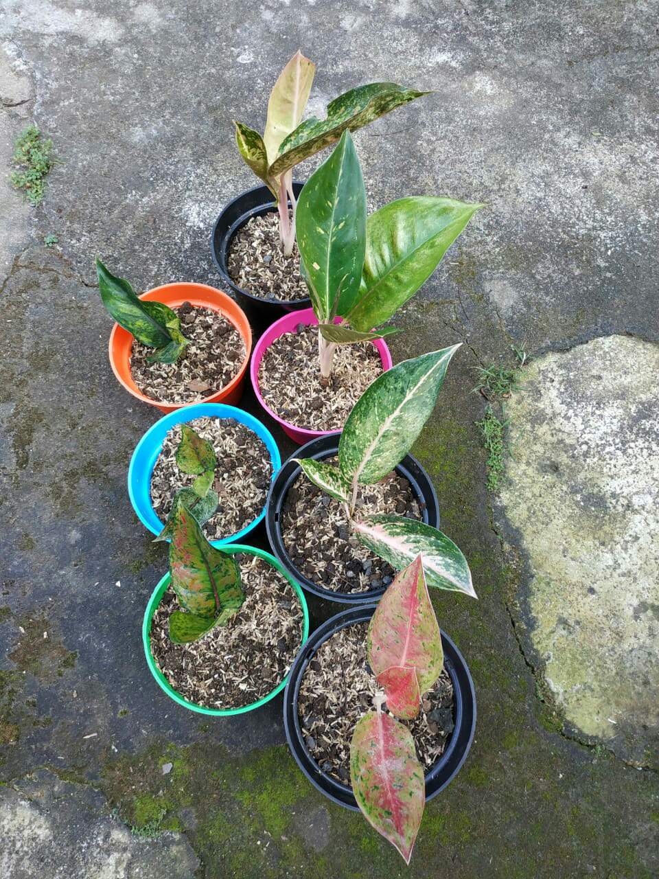 Aglonema lulaiwan bigroy butterfly heng heng lipstik Aglonema lulaiwan bigroy butterfly heng heng lipstik