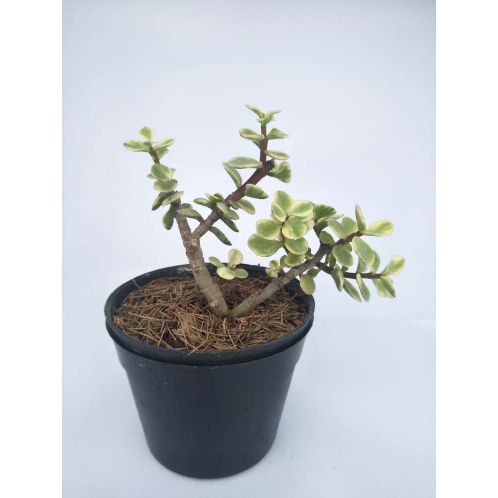 Sukulen | Portulacaria Afra