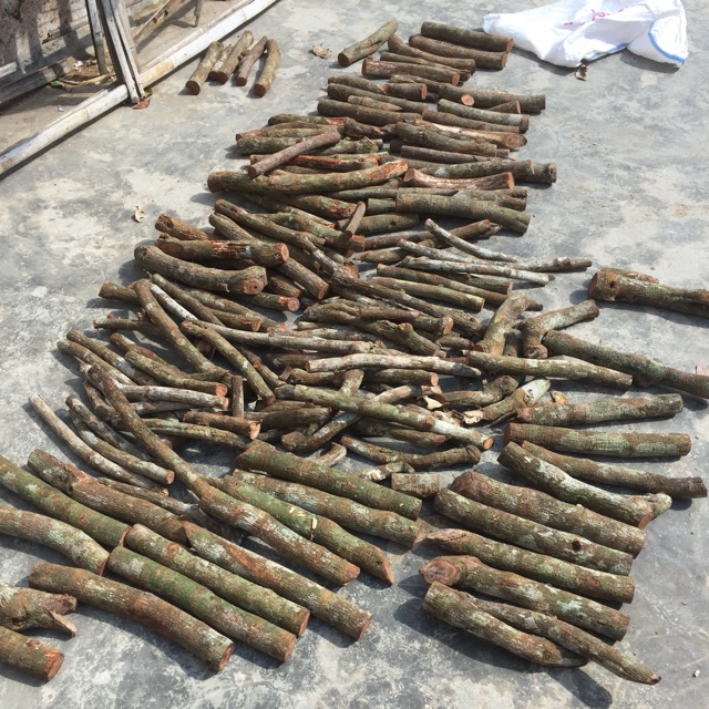 

Akar bajakah kalalawet