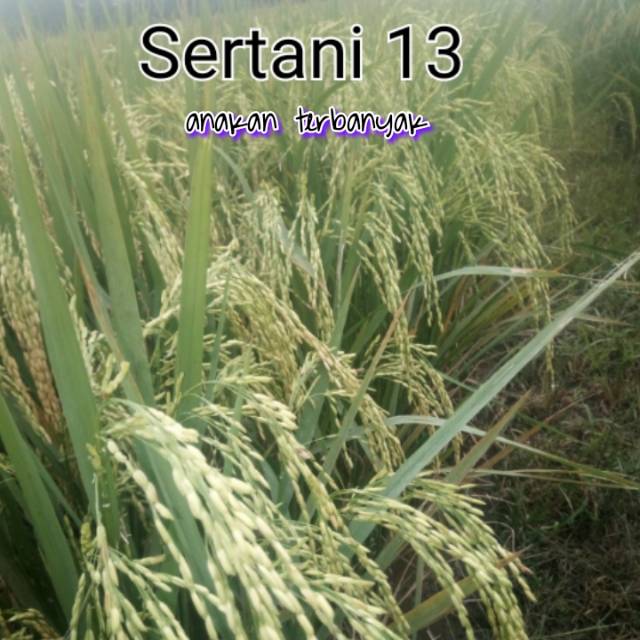 Padi sertani 13