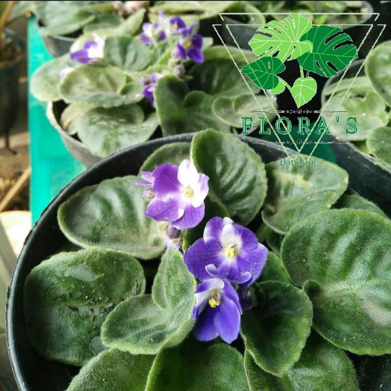 Violces Bicolor Ungu-Putih