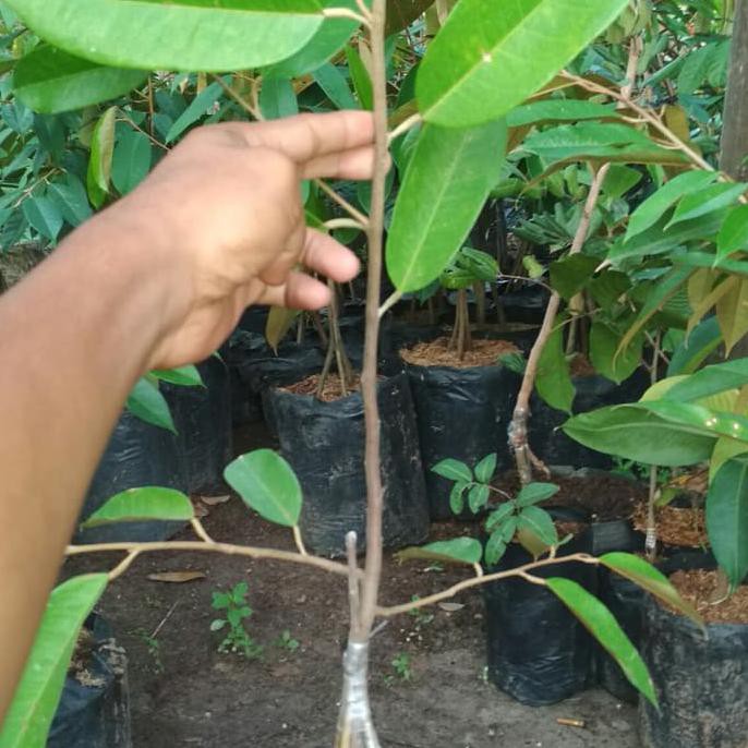 i9f Bibit Tanaman Buah Durian Duri Hitam 10 kaki..1Meteran d2n
