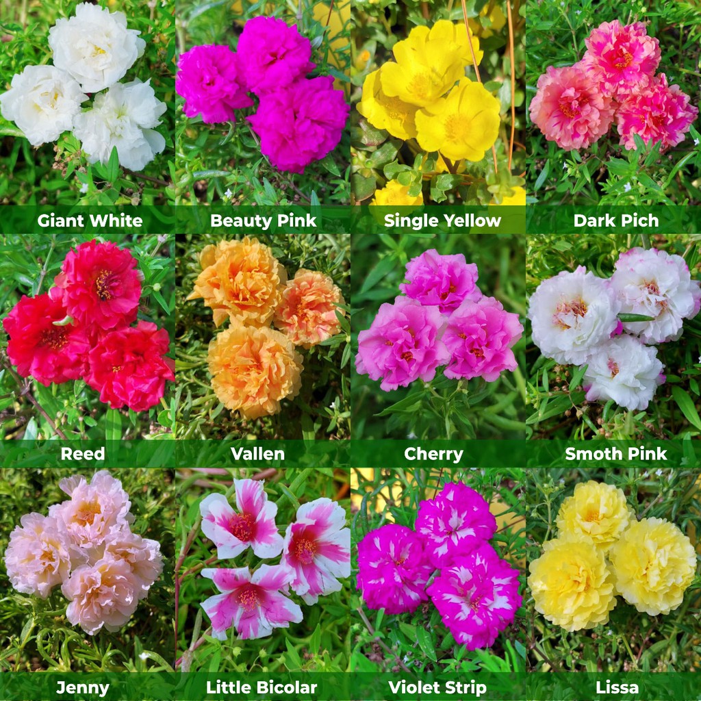 Stek Bunga Krokot Kerokot Mossrose Portulaca Perbatang