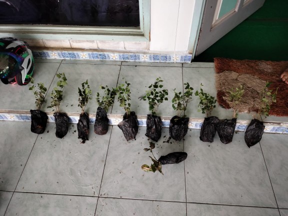 Promo Terbaru !! Tanaman Hias Sygonium Pink