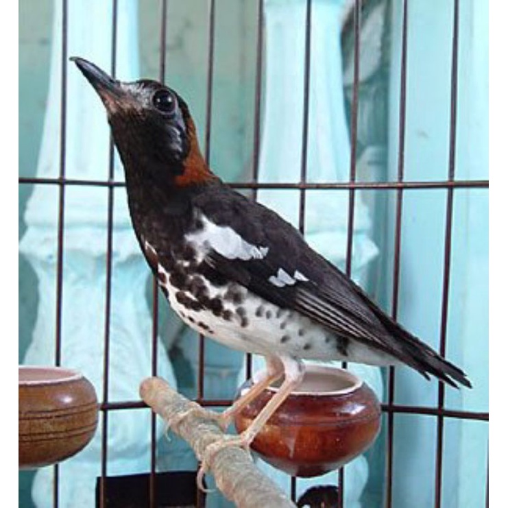 Burung anis kembang jantan ring jinak