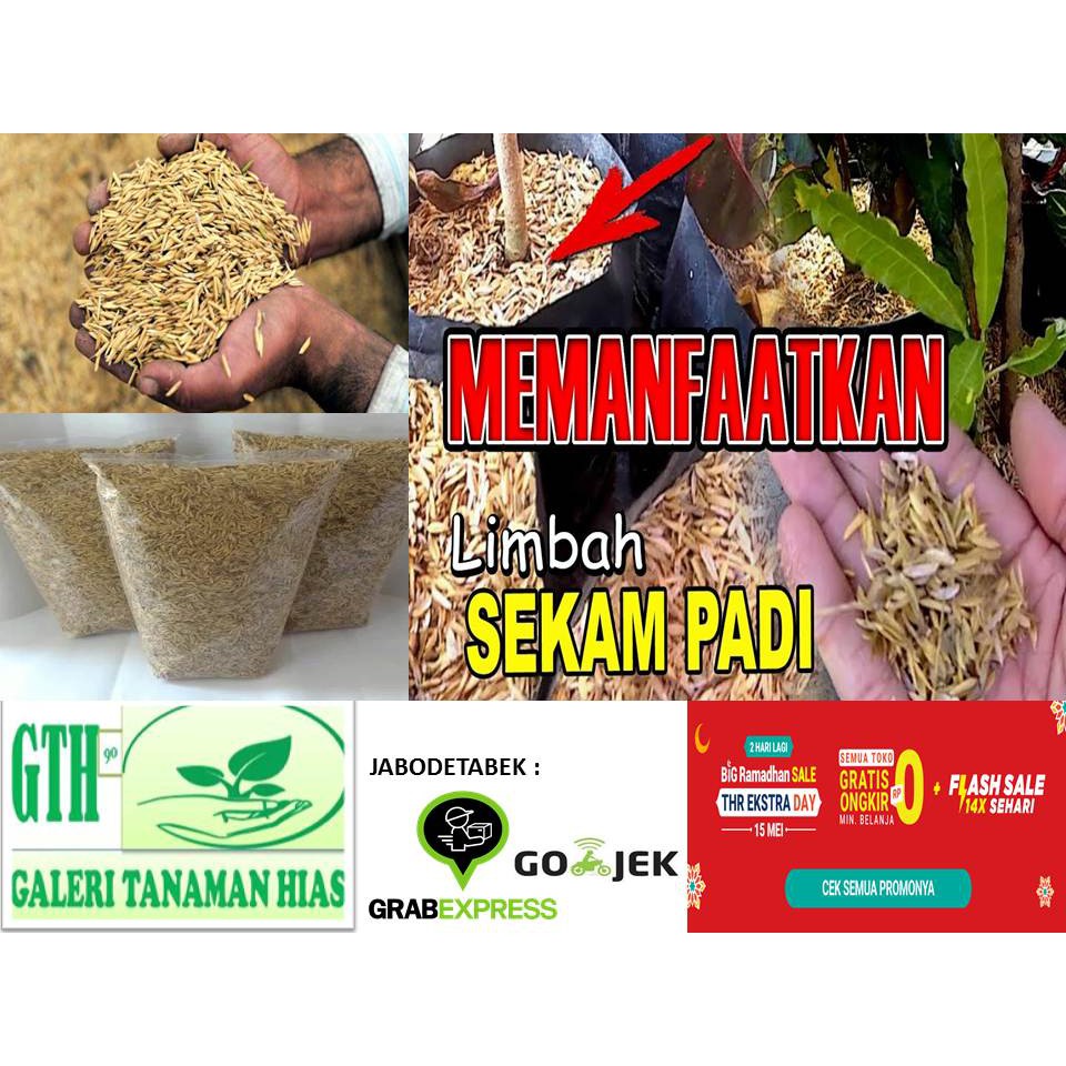 ( 500g ) media tanam sekam padi mentah | Sekam padi mentah