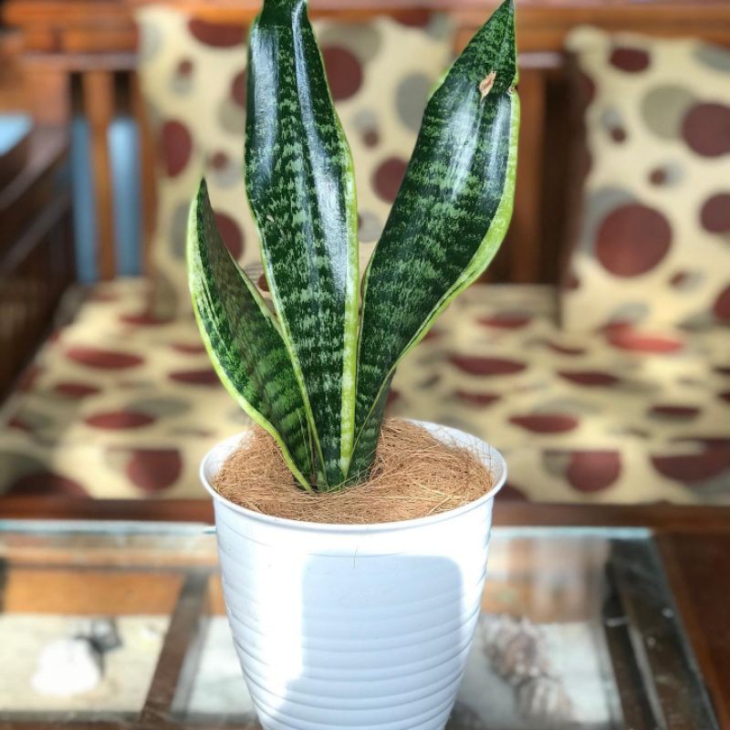 sensivera - tanaman hias sensivera mini - sensivera golden