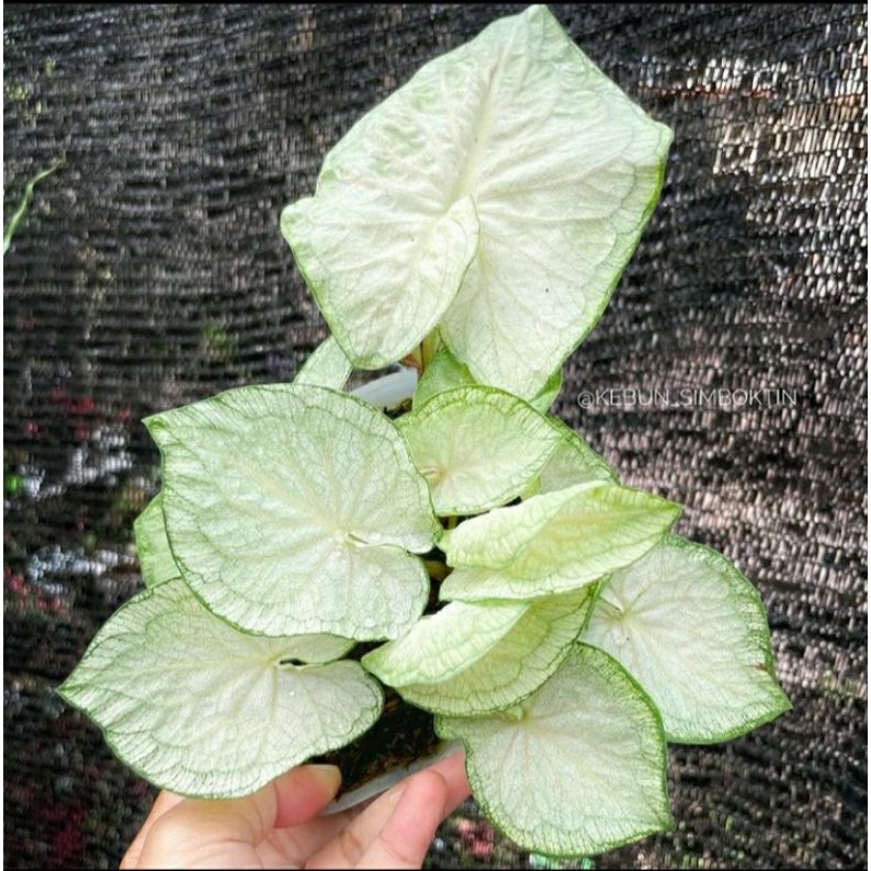 Caladium/Keladi White Jaguar