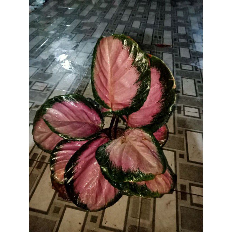 Calathea crimson jumbo