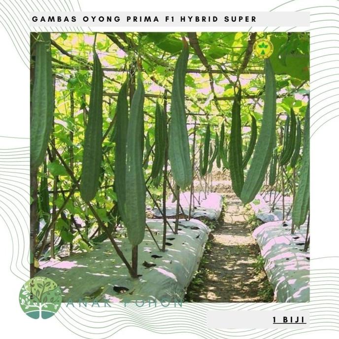 Benih / Bibit / Biji - Gambas Oyong Prima F1 Hybrid Super - LOKAL (5 biji) ANPN62 Berkualitas