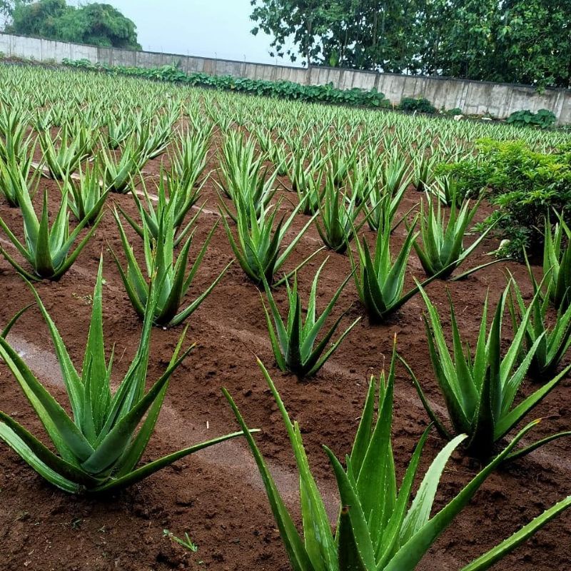 bibit lidah buaya chinensis jumbO/lidah buaya kalimantan  size S
