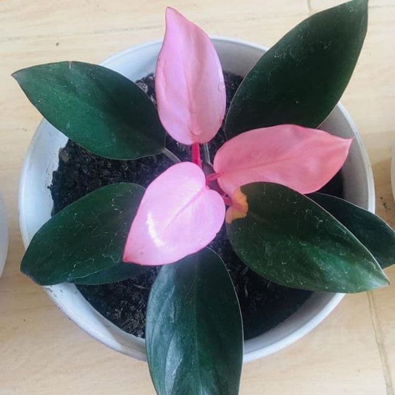 philo pink congo-tanaman hias philo pink congo