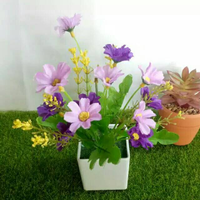 Bunga Aster Bunga Aster Bunga Krisan Bunga Grigeria Shopee