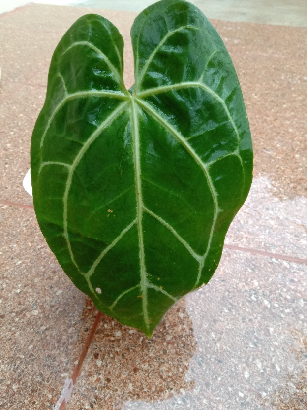 Anthurium Magnificum Verde Batang Kotak